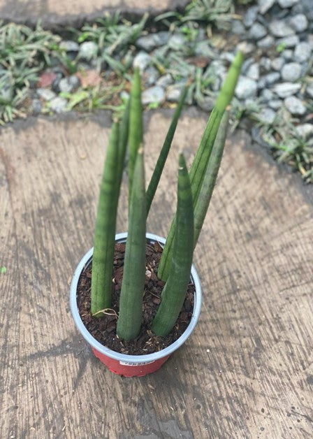 Lengua de suegra cilíndrica - Al Solar