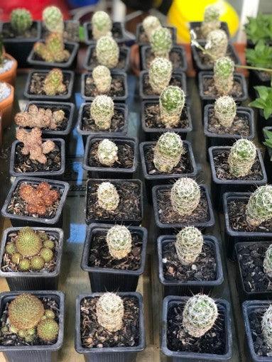 Cactus variados - Al Solar