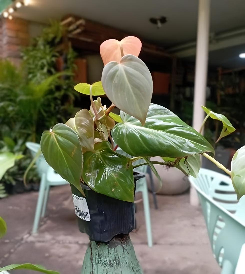 Cordatum Rojo - Al Solar