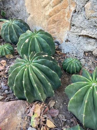 Cactus variados - Al Solar