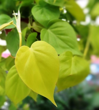 Cordatum Limon - Al Solar