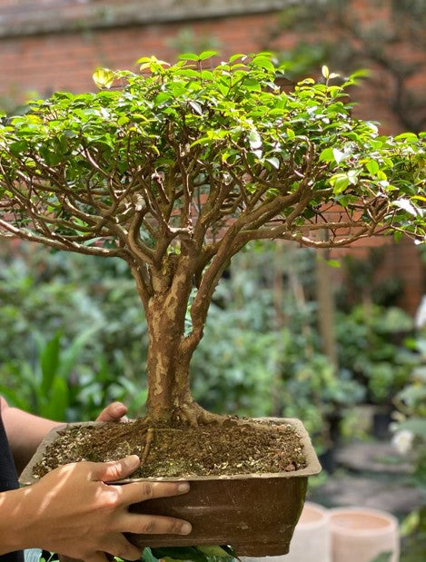 Bonsai | Al Solar Vivero