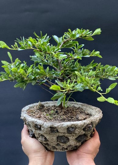 Bonsai | Al Solar Vivero