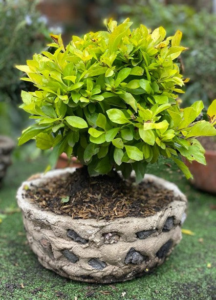 Bonsai | Al Solar Vivero