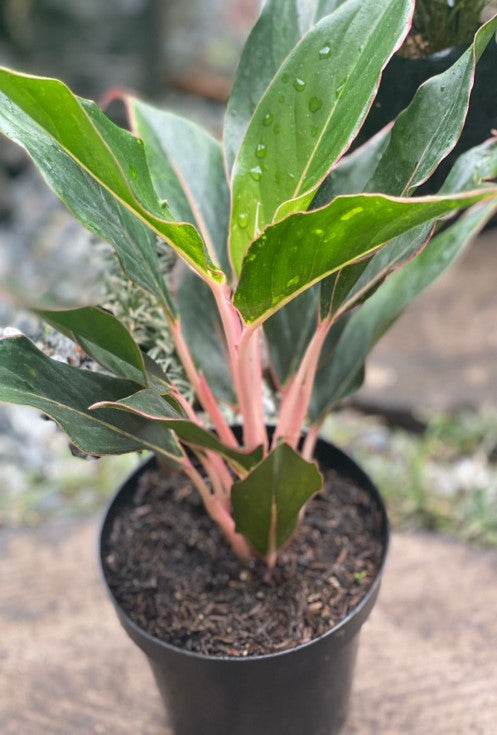 Aglonema Silver Queen - Al Solar