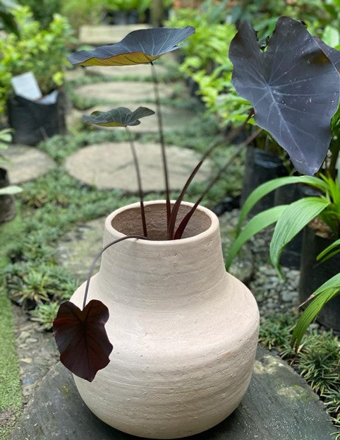 Materas Esféricas Tinaja: Arte y Creatividad | Al Solar Vivero