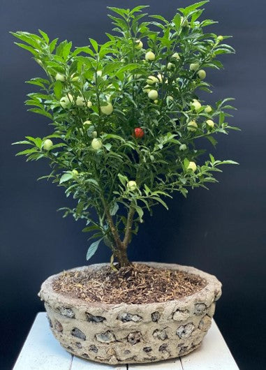 Bonsai | Al Solar Vivero