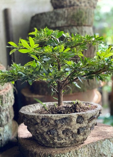 Bonsai | Al Solar Vivero