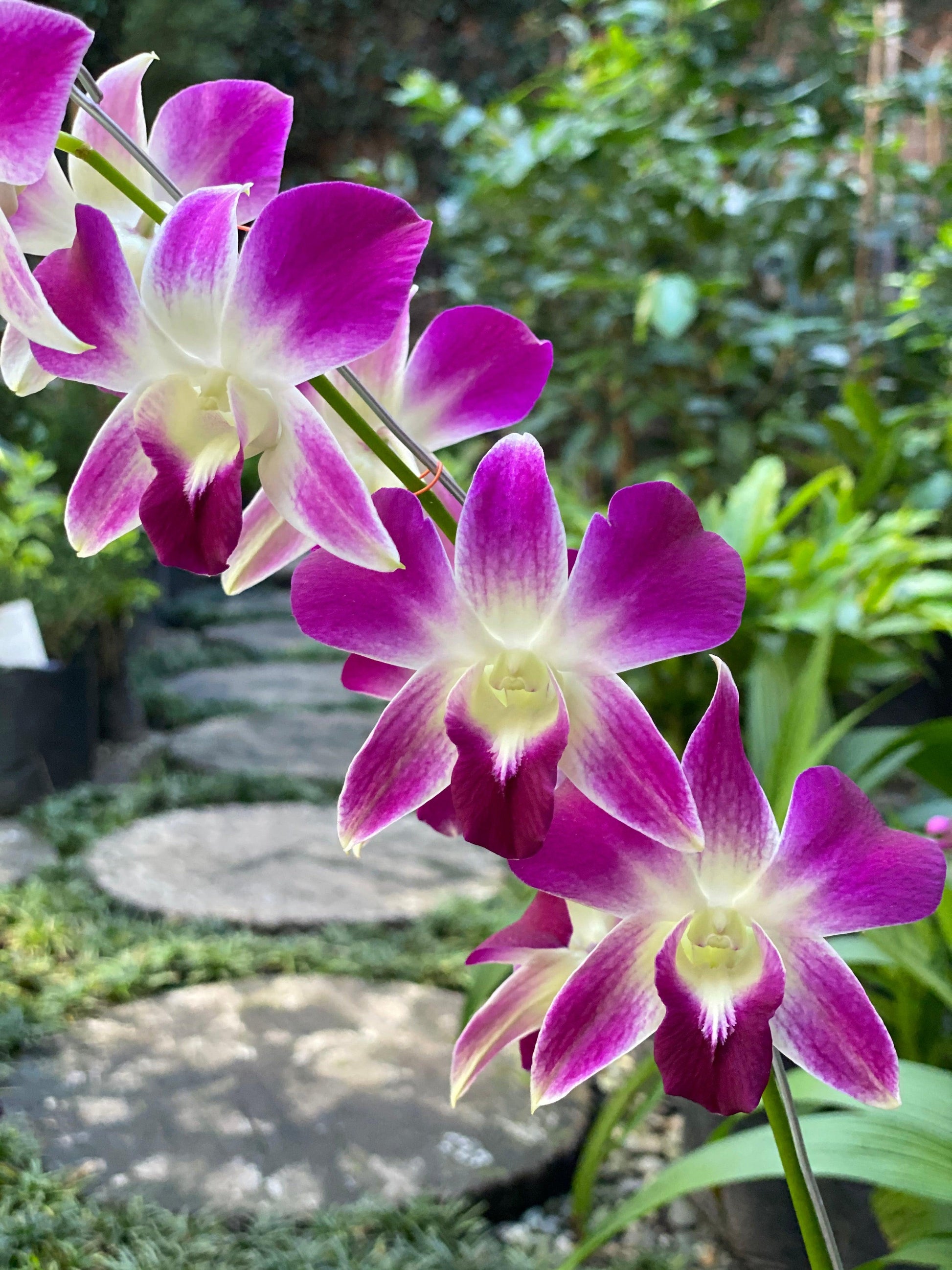 Orquídea dendrobium - Al Solar
