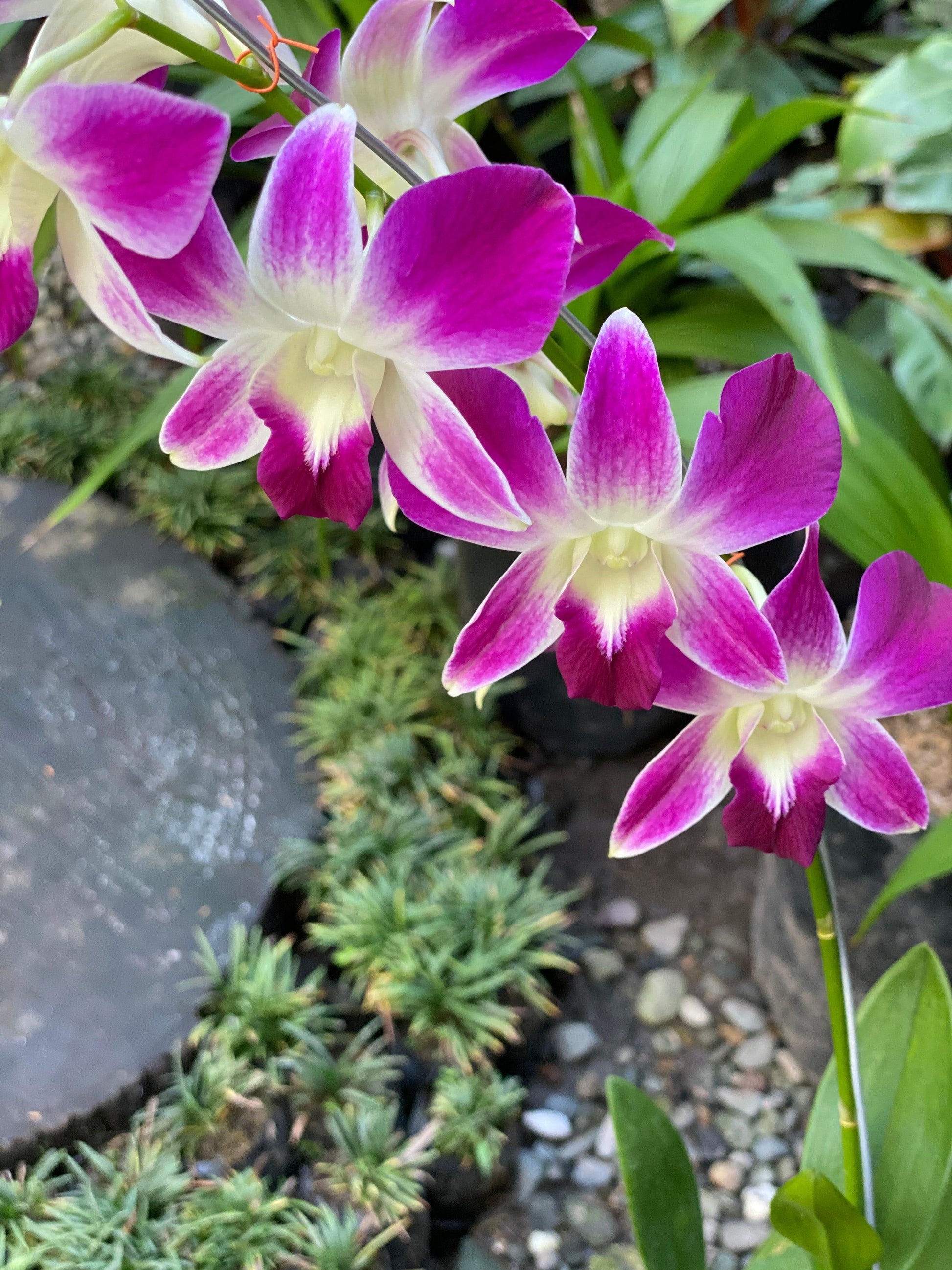 Orquídea dendrobium - Al Solar