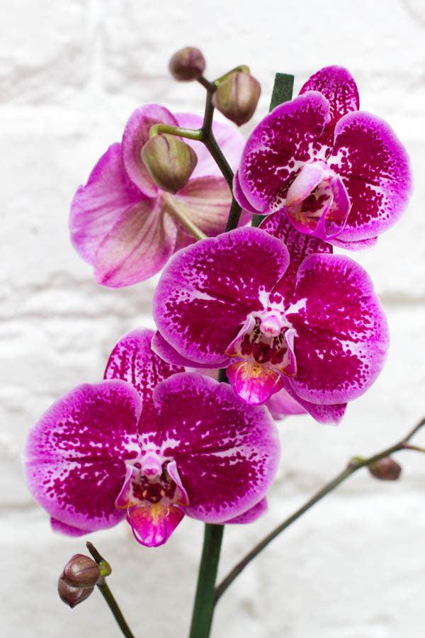 Orquídea Phalenopsis - Al Solar
