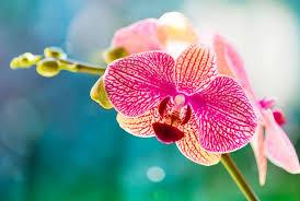Orquídea Phalenopsis - Al Solar
