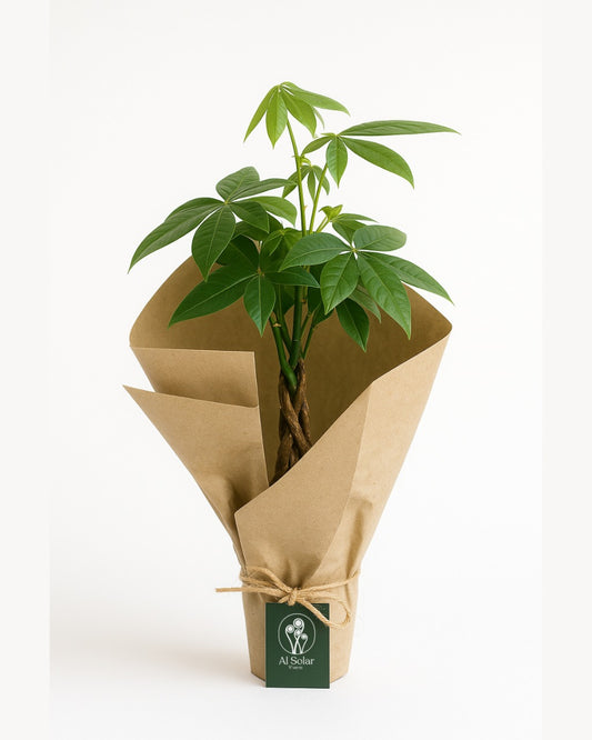 Pachira de regalo - Al Solar