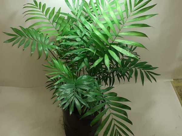 bella planta palmas Palma Bella: Cuidados y Elegancia Tropical
