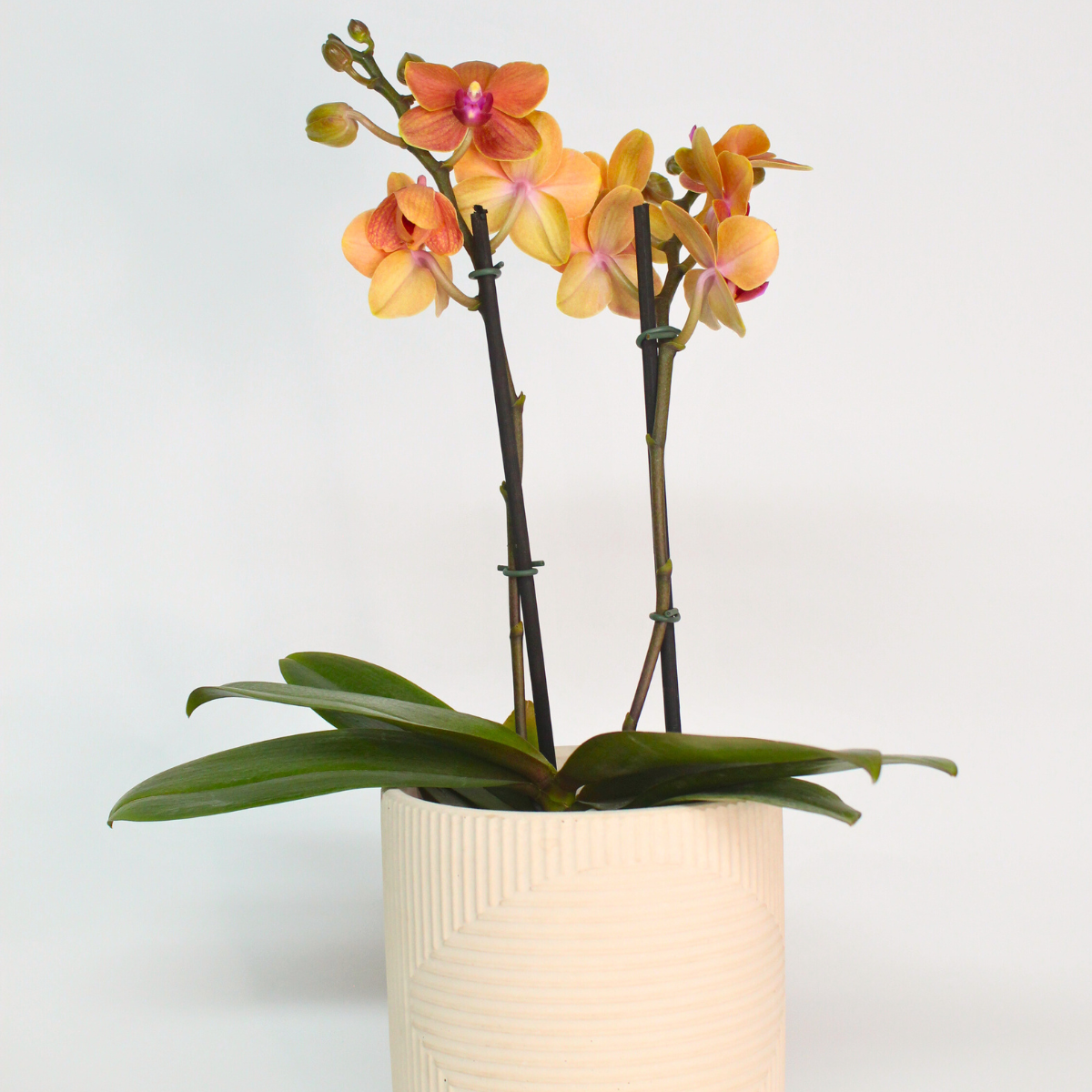 Set orquídea pequeña | Al Solar