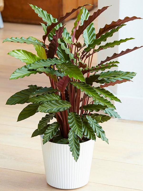 Calathea Ruphibarbi - Al Solar