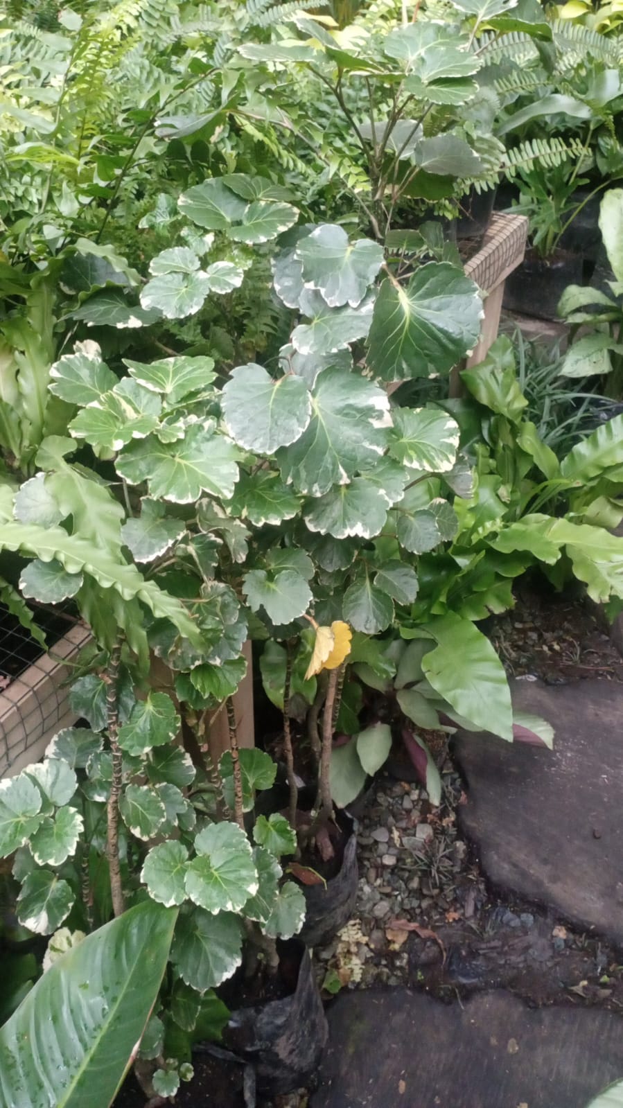 Millonaria - Al Solar