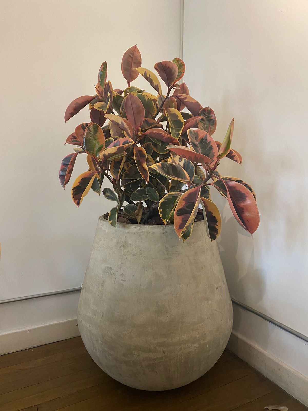 Caucho militar - Al Solar