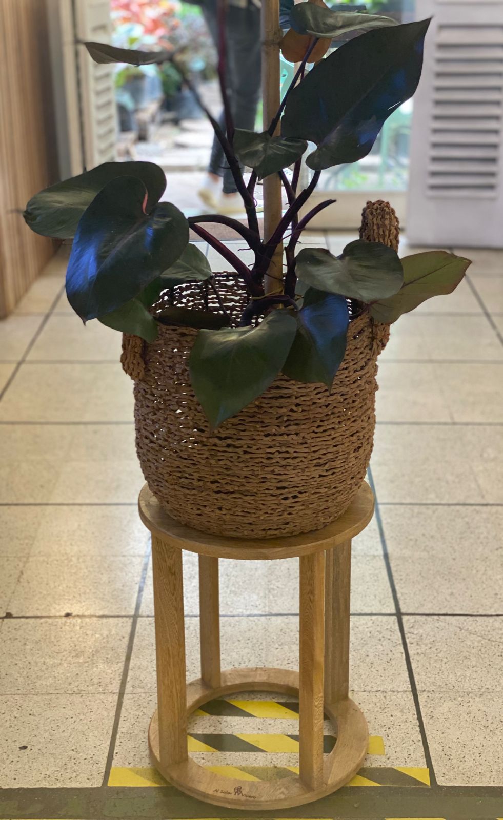 Filodrendo Pink princes - Al Solar