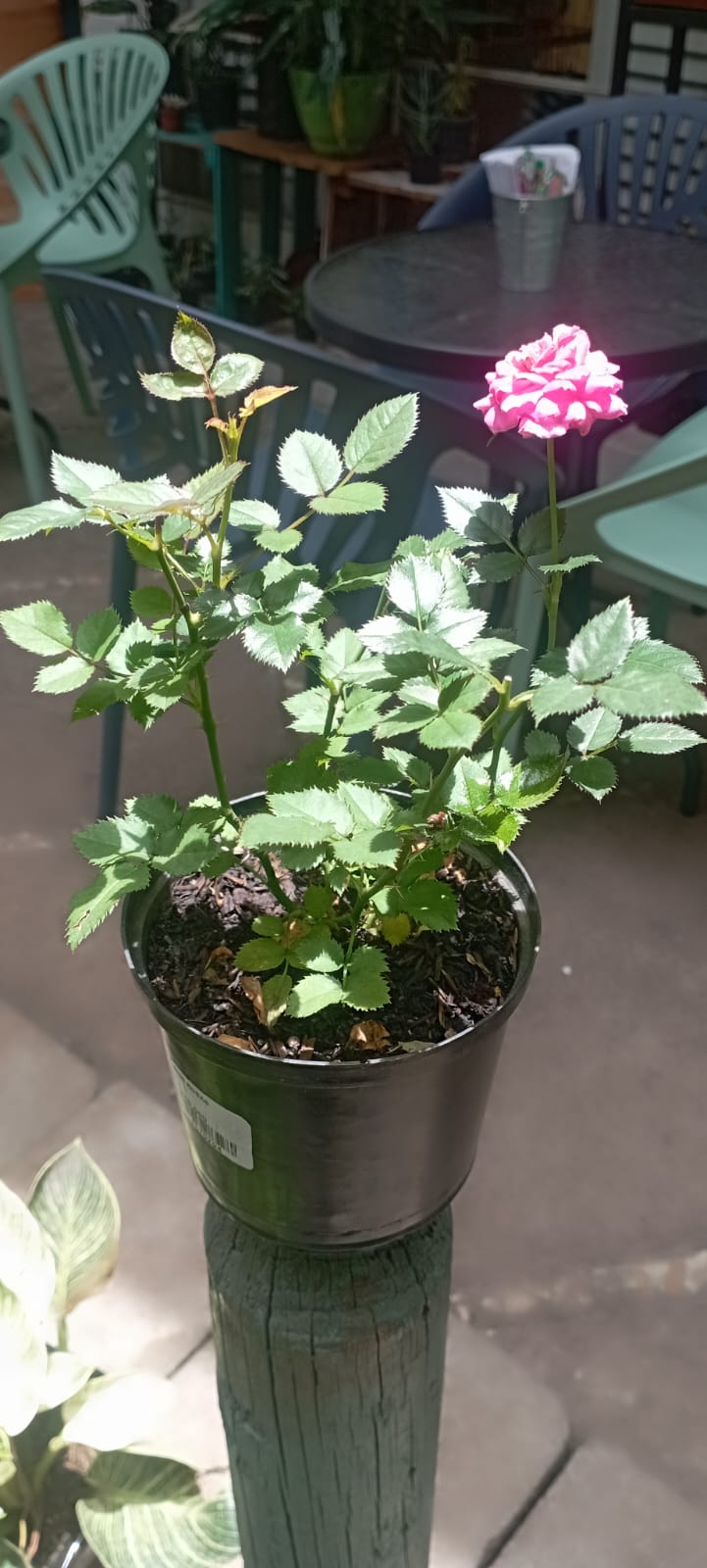 Mini Rosa - Al Solar