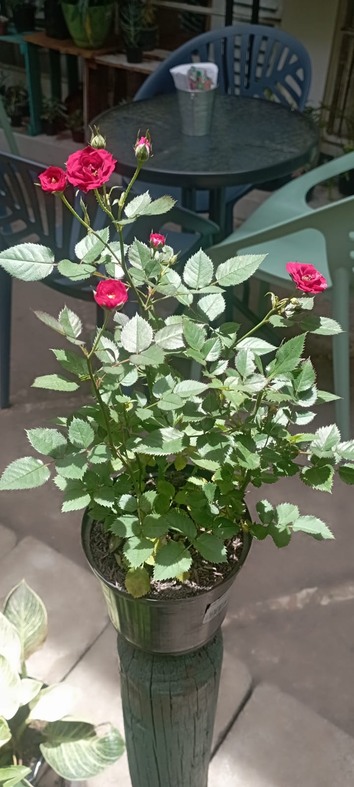 Mini Rosa - Al Solar