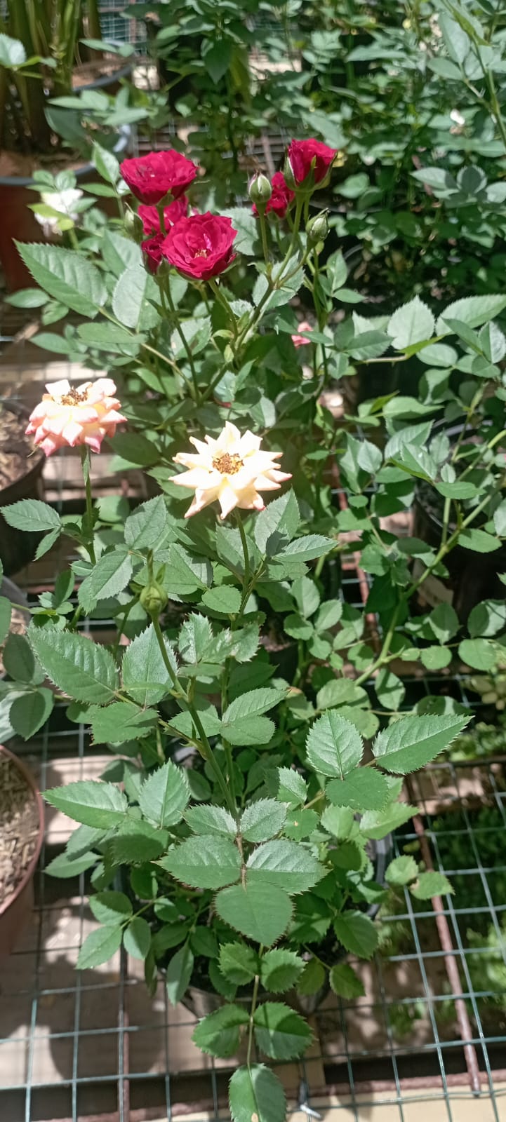 Mini Rosa - Al Solar