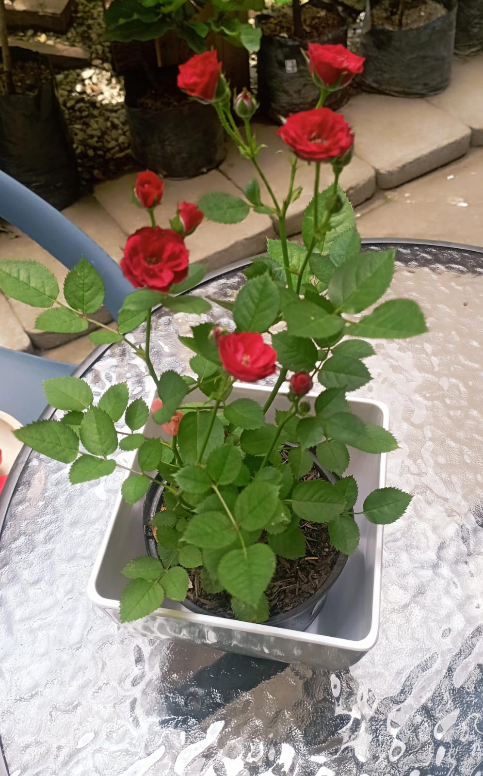 Mini Rosa - Al Solar