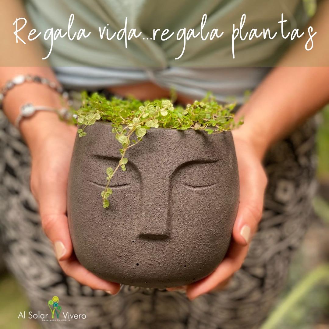 Geoconcreto: Sustrato ecológico | Al Solar Vivero