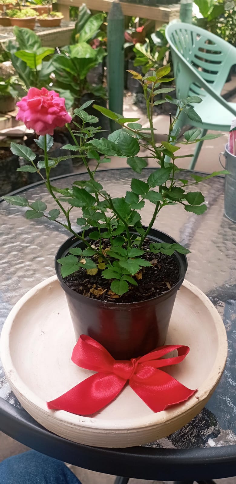 Mini Rosa - Al Solar