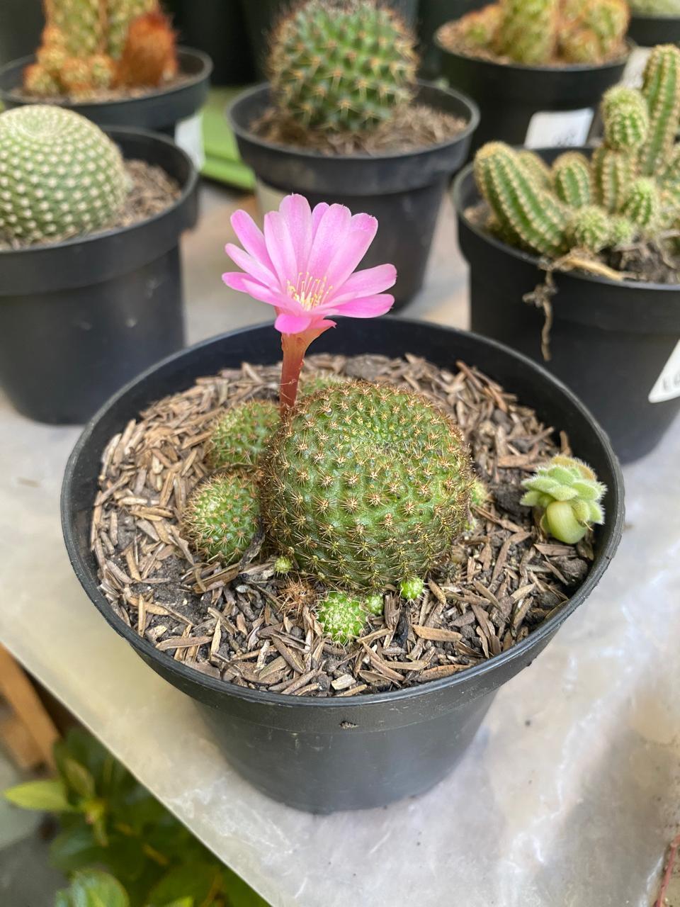 Cactus variados - Al Solar