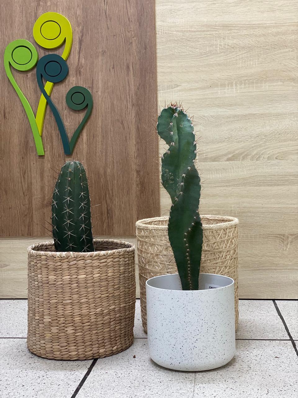 Cactus variados - Al Solar