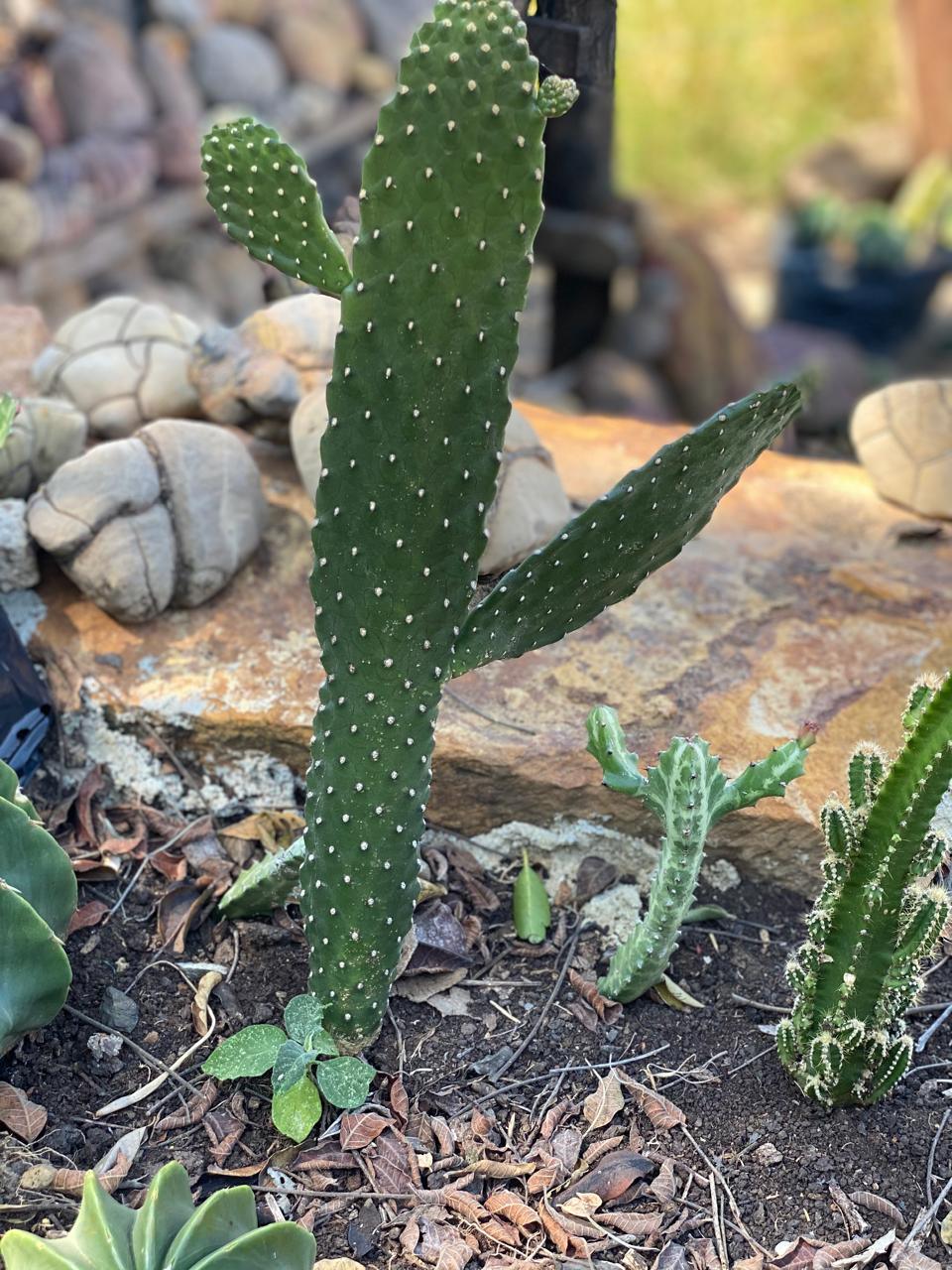 Cactus variados - Al Solar