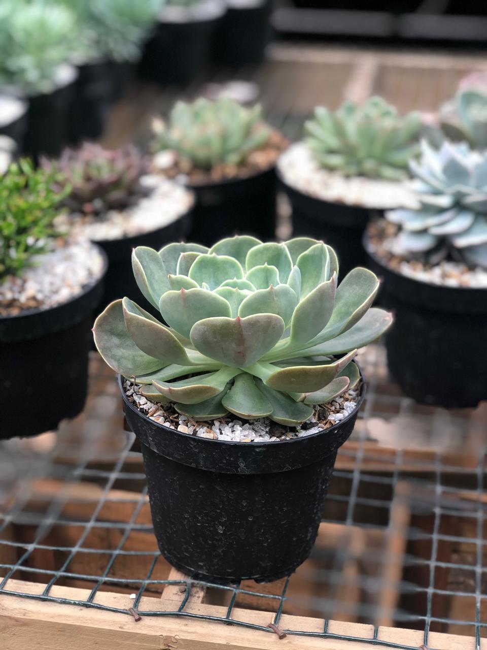 Cactus variados - Al Solar