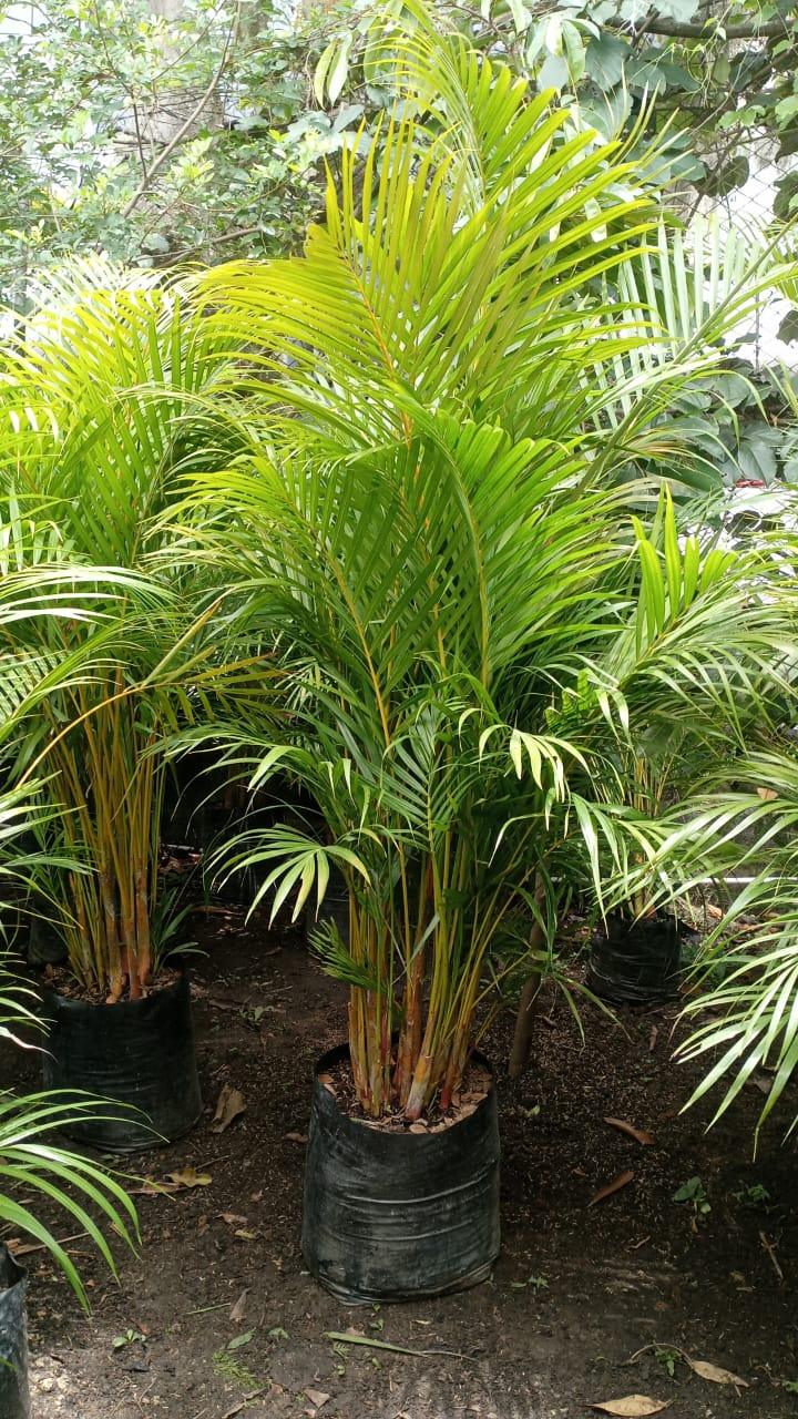 Palma Areca - Al Solar