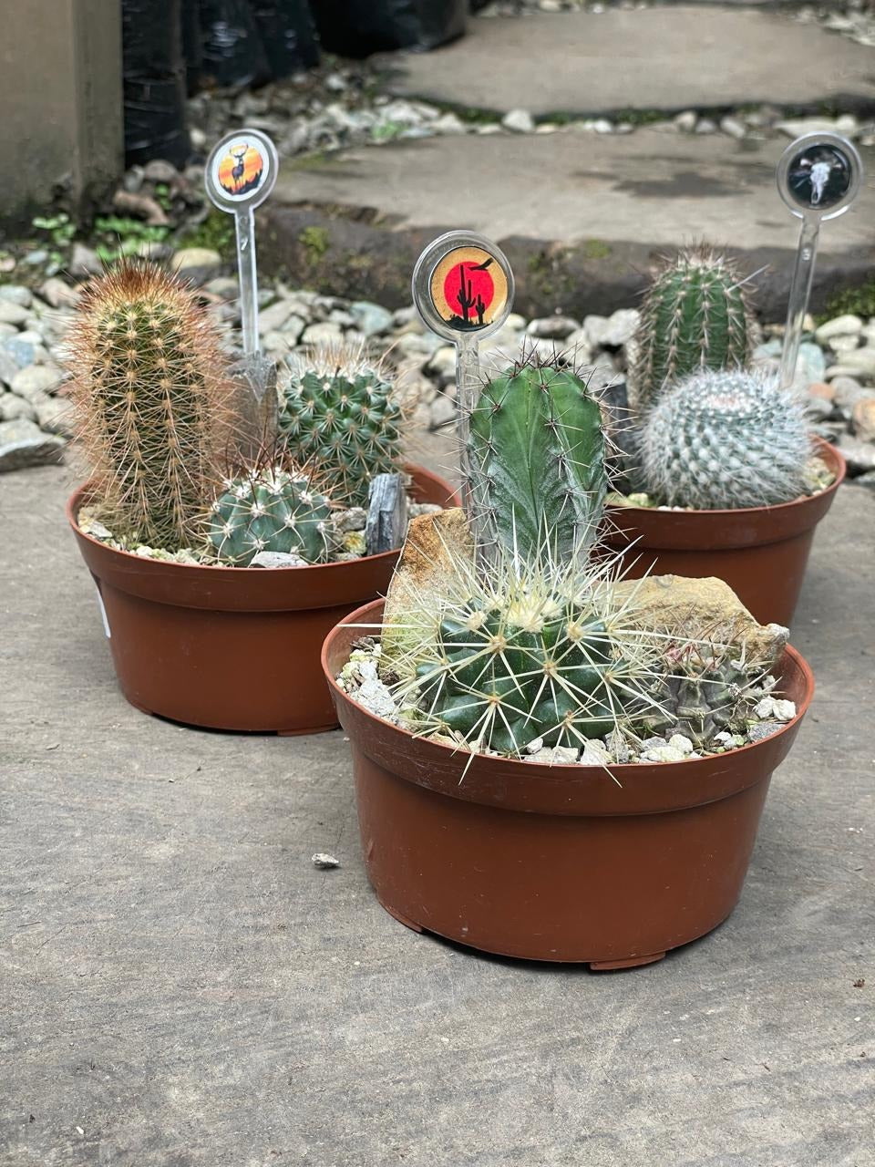 Cactus variados - Al Solar