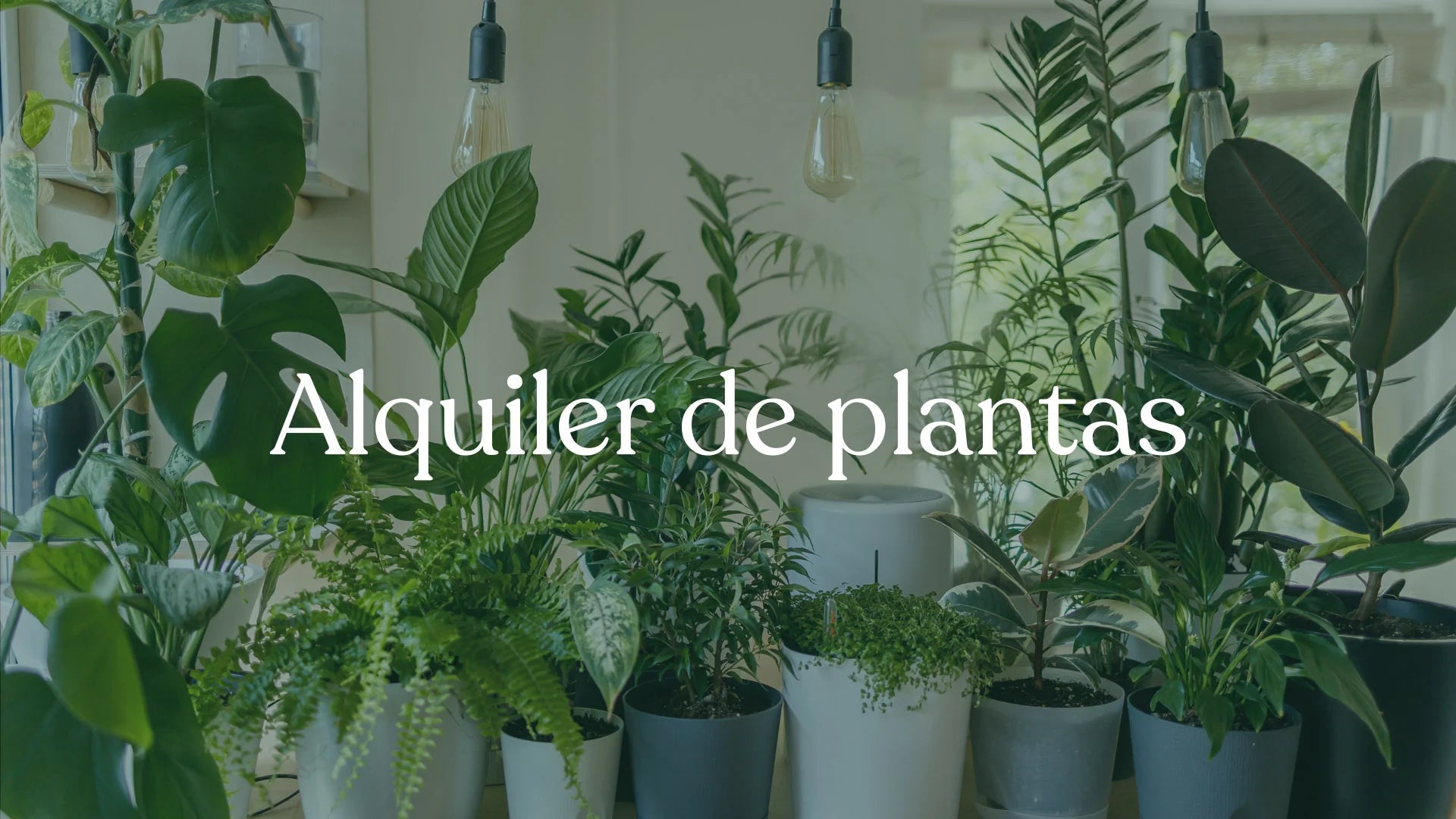 Alquiler plantas | Al Solar Vivero