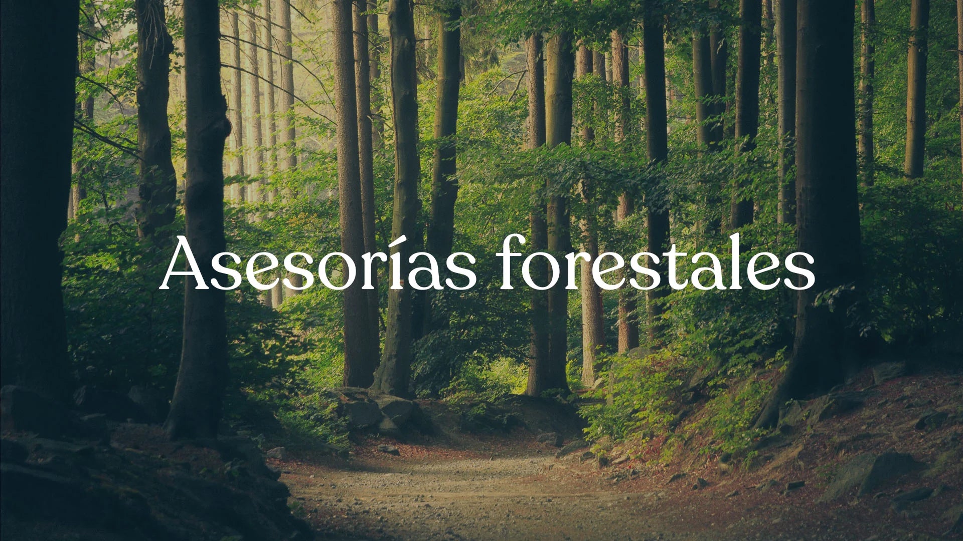 Asesorías forestales | Al Solar Vivero