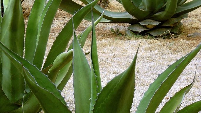 Agave o pencas - Al Solar