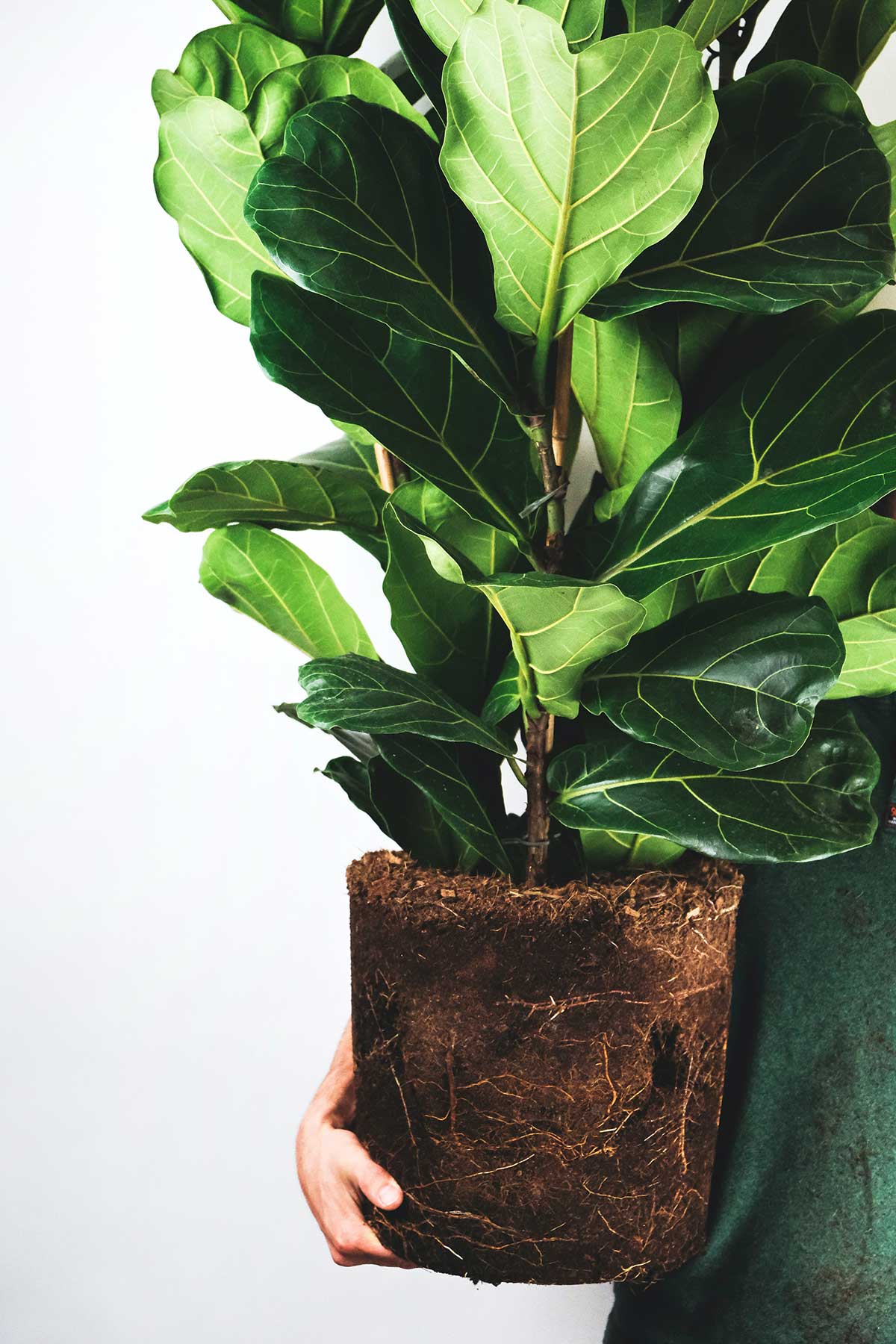 Ficus Pandurata - Al Solar