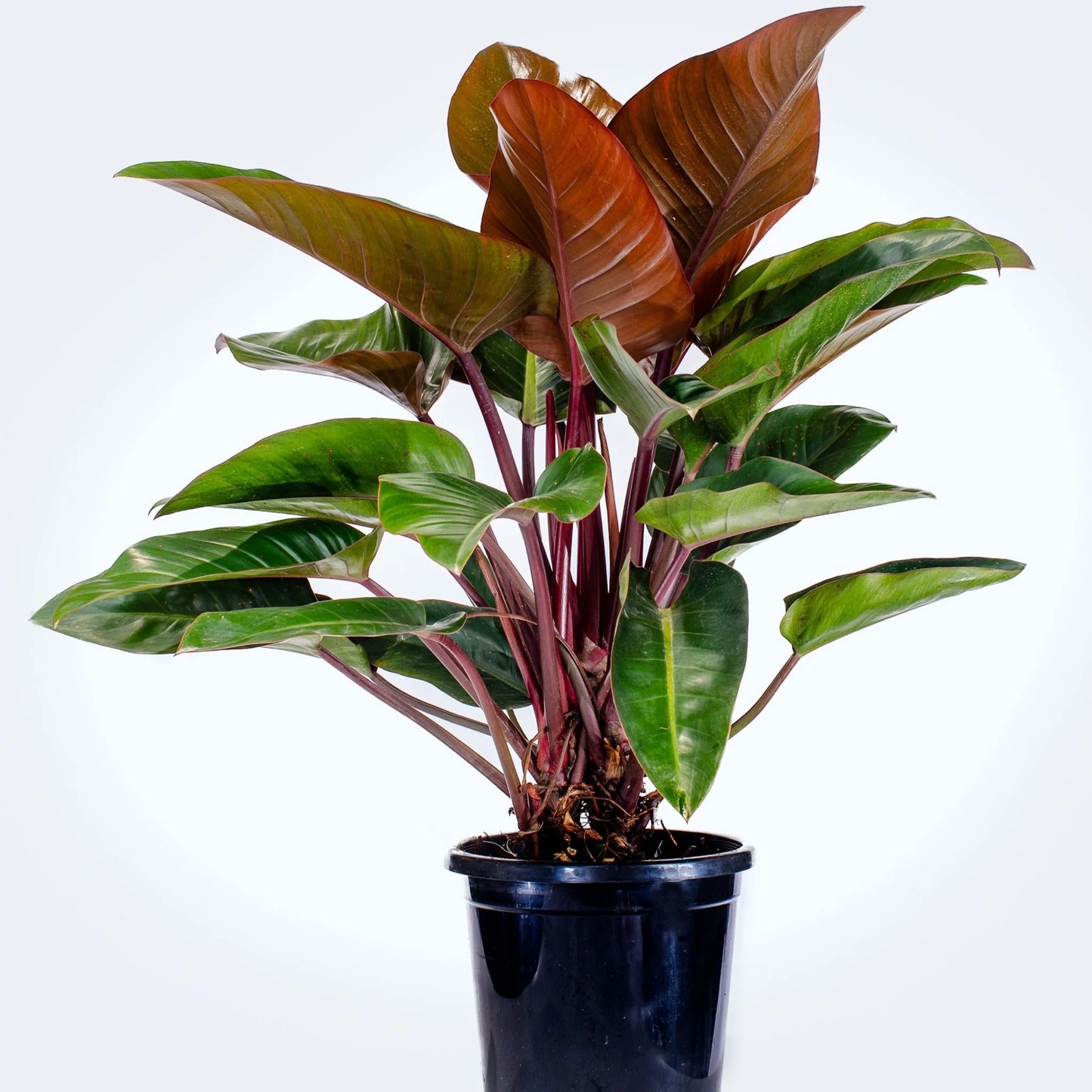 Philodendron Congo - Al Solar