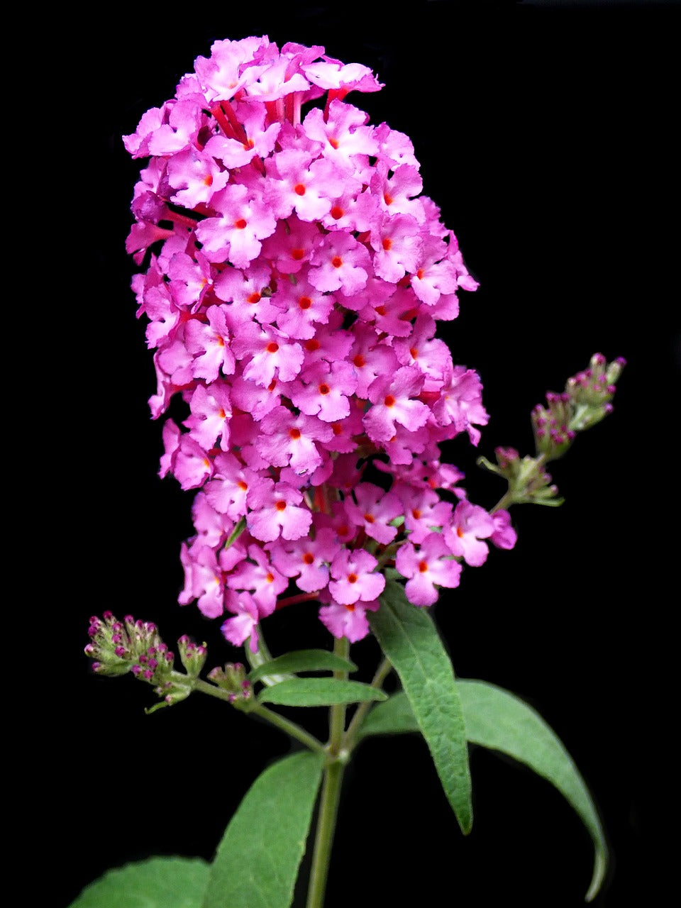 Arbusto de las mariposas - Al Solar
