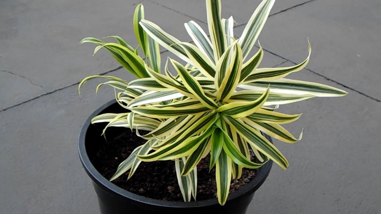 Canción de la India - Al Solar