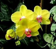 Orquídea Phalenopsis - Al Solar