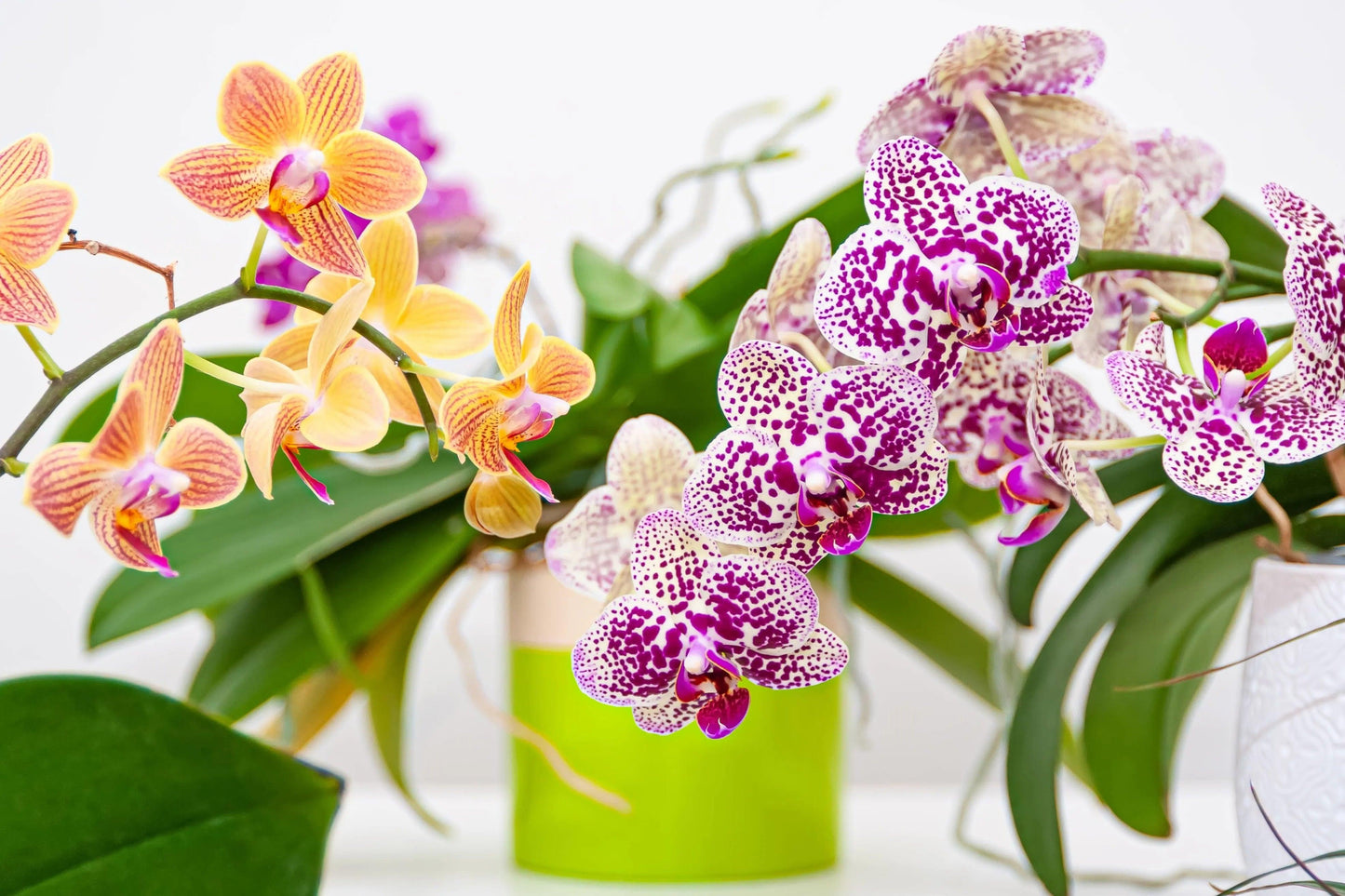 Orquídea Phalenopsis - Al Solar