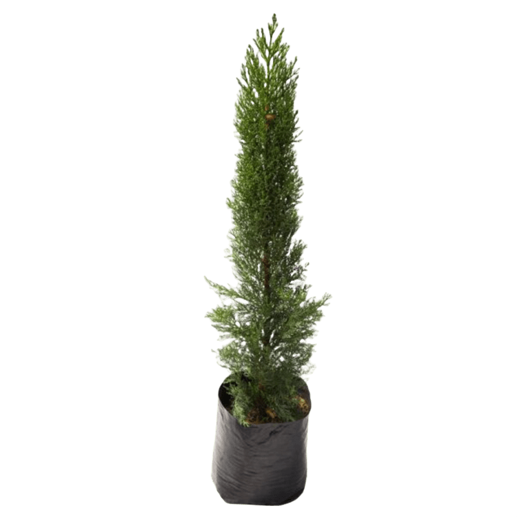 Pino Vela - Al Solar