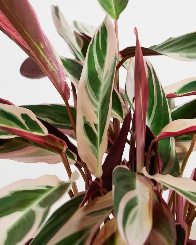 Calathea Tricolor triostar - Al Solar