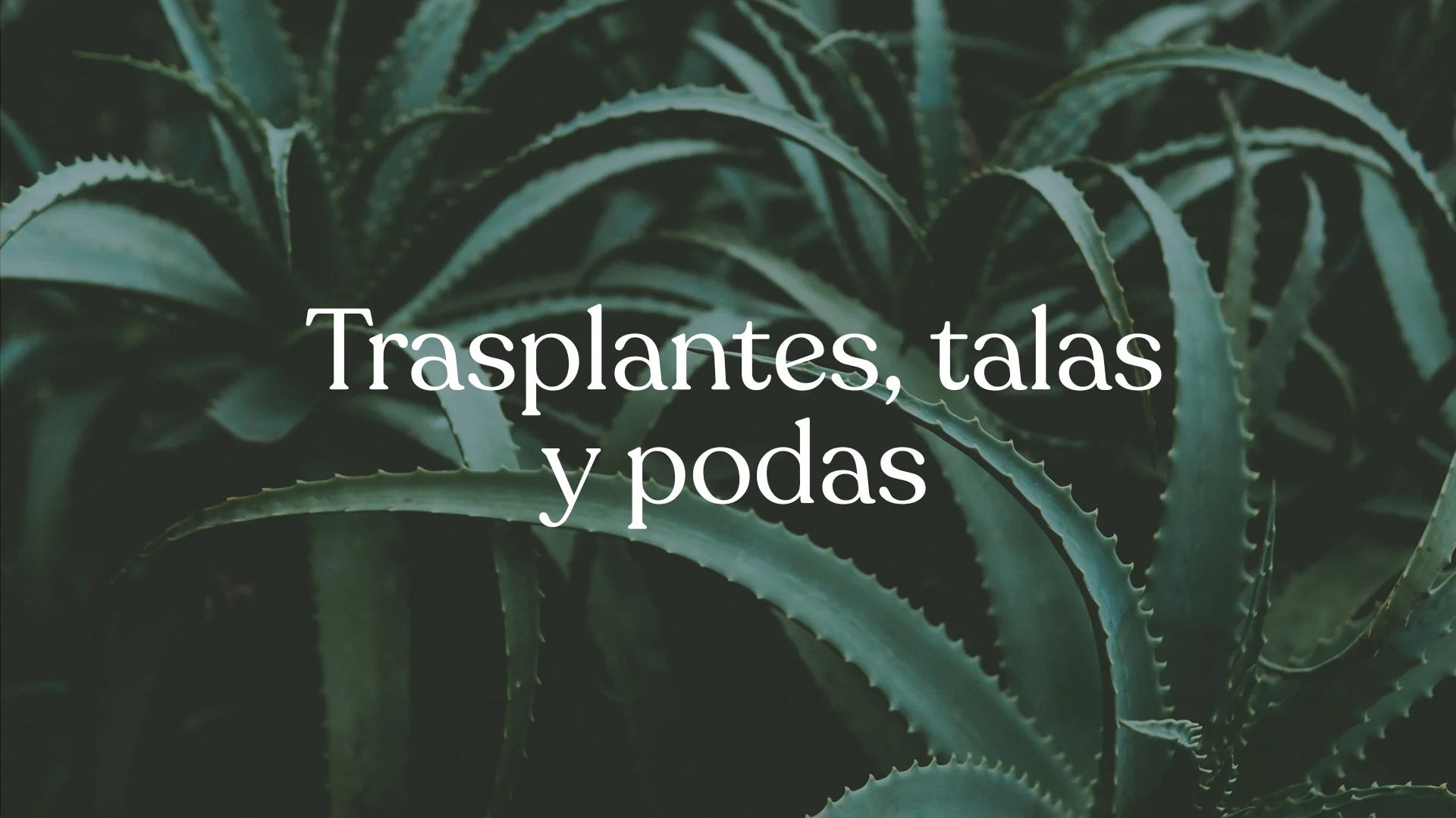 Trasplante | Al Solar Vivero