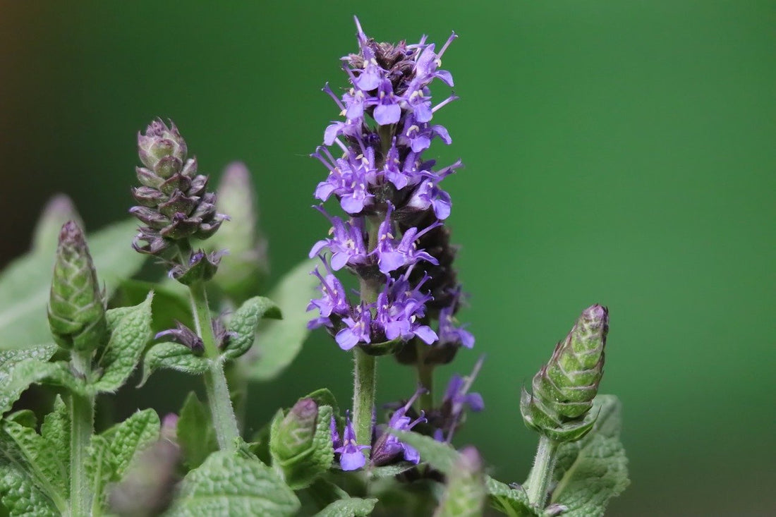 Lavanda | Al Solar Vivero