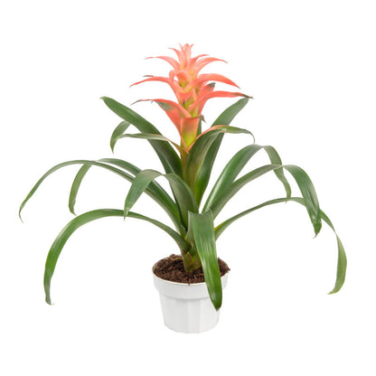 Bromelia guzmania Vriesea | Al Solar Vivero