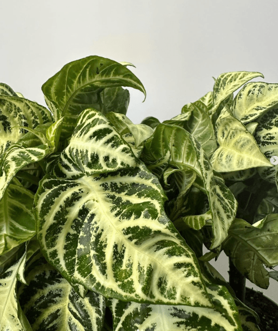 Afelandra - Al Solar